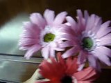 How to make Paper Flowers Gerbera Daisy (Flower # 28)