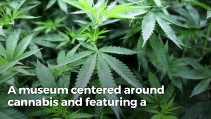 Cannabis museum to open in July in downtown Las Vegas