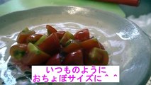 柴犬小春　【ASMR】あさイチ庭のとれたてミニトマトを食す？！音フェチ