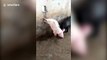 Malformed pig walks with only its two front legs
