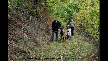 2017 Débroussaillage naturel à Bardayrol : Alpha Roméo Duster