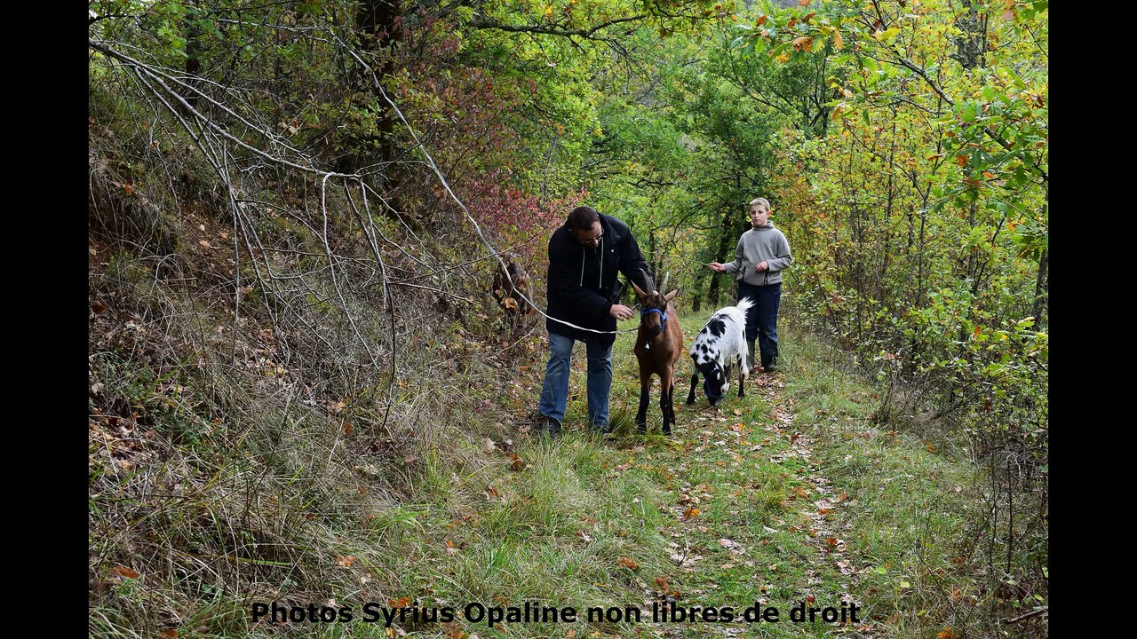 2017 Débroussaillage naturel à Bardayrol : Alpha Roméo Duster