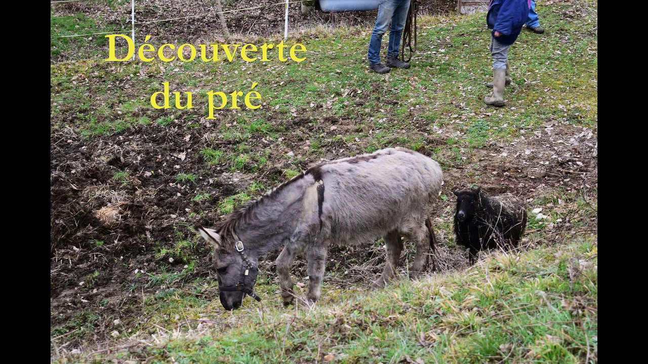 2018 Double arrivée dans l'association Syrius Opaline