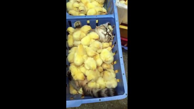 Ce chat prend un bain de poussins... Adorable