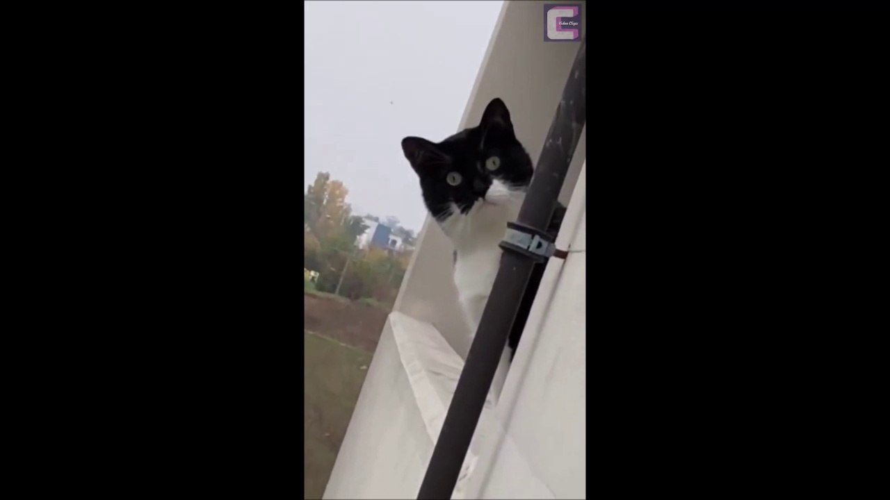 Quand ton chat te grille en train de fumer... Toxyco