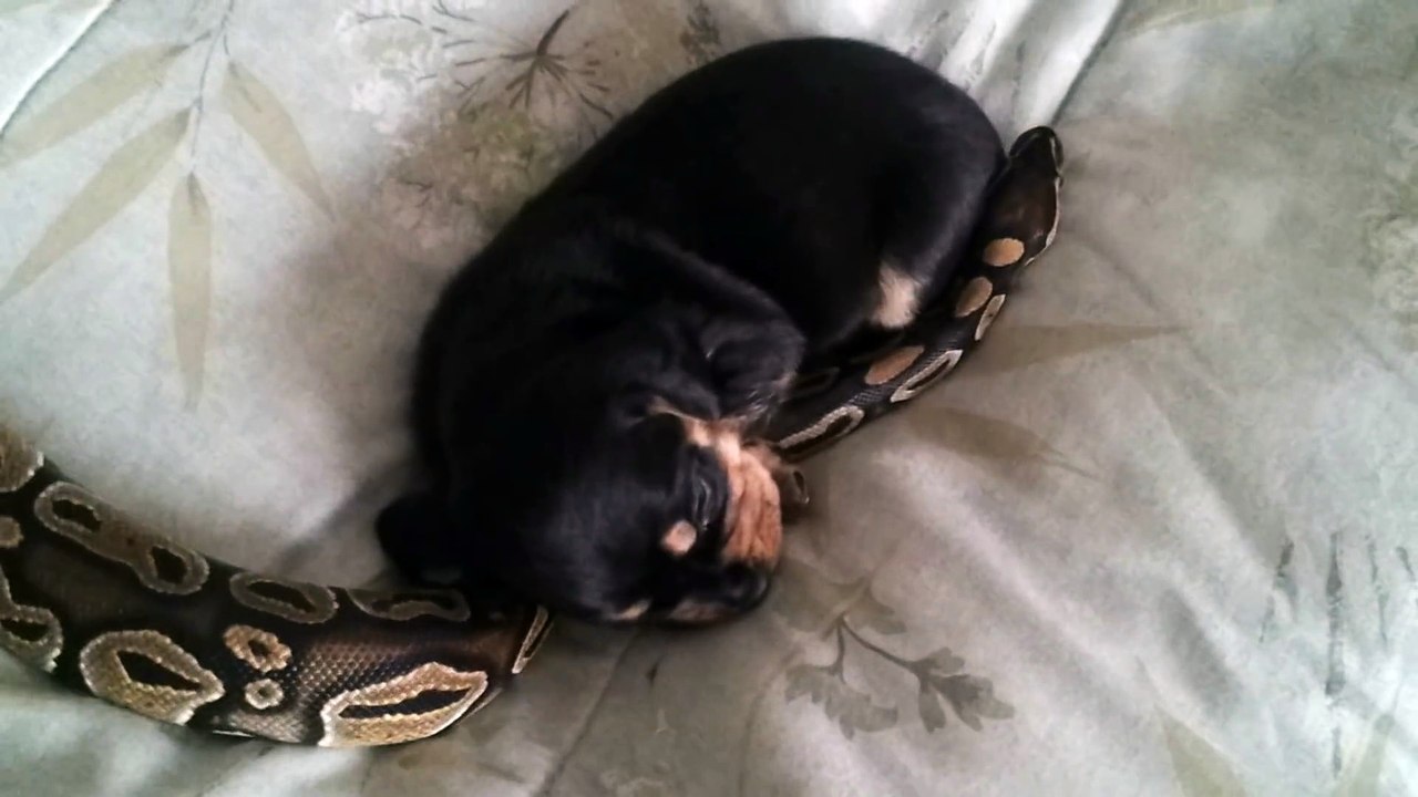 Une amitié incroyable entre un chiot et un gros python