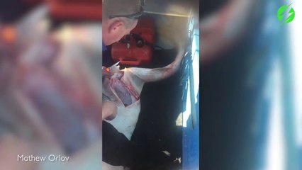 Ce pécheur fait une césarienne à un requin mort pour sauver ses bébés piégés dans son ventre