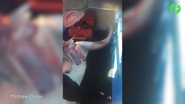 Ce pécheur fait une césarienne à un requin mort pour sauver ses bébés piégés dans son ventre