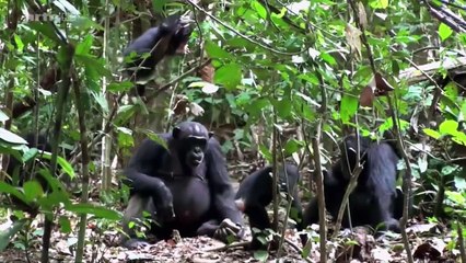 Ethologie ce que ressentent les animaux