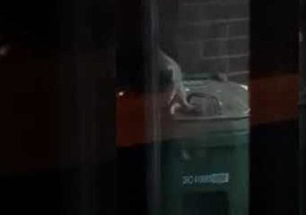 Clever Raccoon Overcomes 'Raccoon-Proof' Trash Can