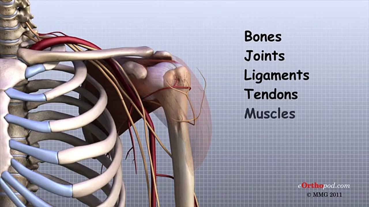 Shoulder Anatomy Animated Tutorial