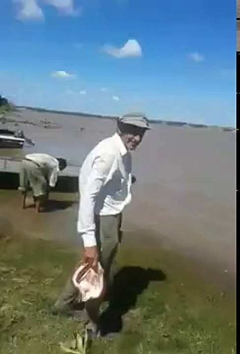 Brezilya Rio Paraná Nehirde Pirana İstilası/Brazil Pirana Occupation in Rio Paraná River