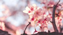 D.C. cherry blossoms finally reached peak bloom