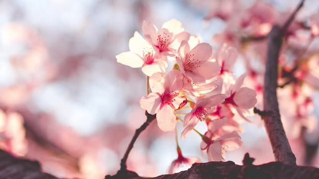 D.C. cherry blossoms finally reached peak bloom