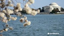 D.C. cherry blossoms finally reached peak bloom