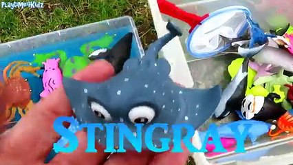 Lets Learn Names of Sea Animals With Toys