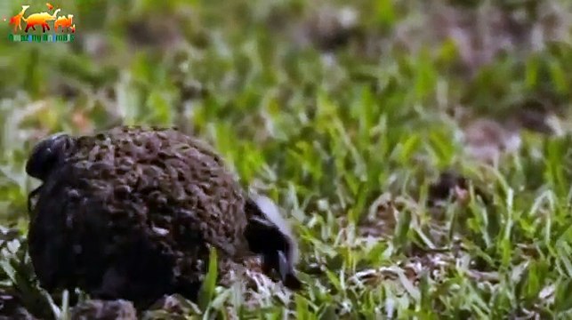 ГЕПАРД КОРОЛЕВА СКОРОСТИ - Документальный фильм 2018 на Amazing Animals TV