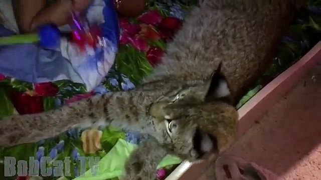 НОВОГОДНЯЯ НОЧЬ С ДИКОЙ КОШКОЙ! Новая рысь. 24 ЧАСА челлендж.