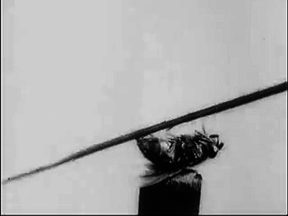 The Acrobatic Fly (1910)