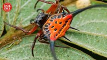 10 Arañas Más Extrañas Que No Sabías Que Existían