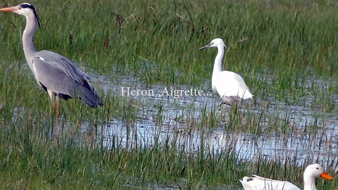 HERON ...AIGRETTE...