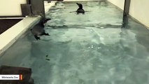 Penguin Chicks Head To The Pool For Swimming Lessons