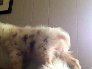 Amos hates me!!! Morgan Hopkins Katie Gibson