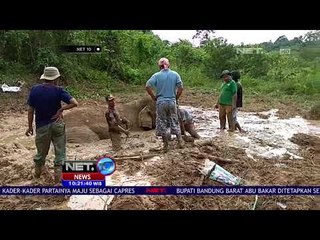Seekor Gajah Terjebak Di Lumpur  -NET10