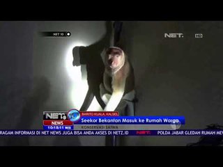 Download Video: Seekor Bekantan Masuk Ke Rumah Warga NET10