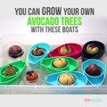 Here's how to grow your own avocados at home! #sponsored by AvoSeedo - Grow your own Avocado TreePurchase here: http://amzn.to/2qdviWRLearn More:
