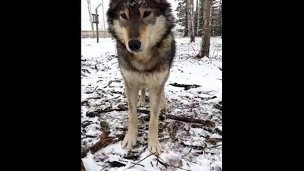 LIVE: These rescued wolf dogs are training to build up their confidence!