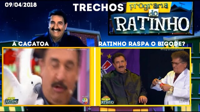 Trechos do Programa do Ratinho de 09/04/2018 - A Cacatoa e Ratinho Raspa o Bigode? (Só no daily!)