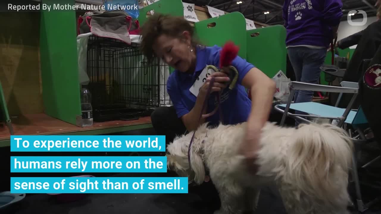How Dog Really 'See' The World