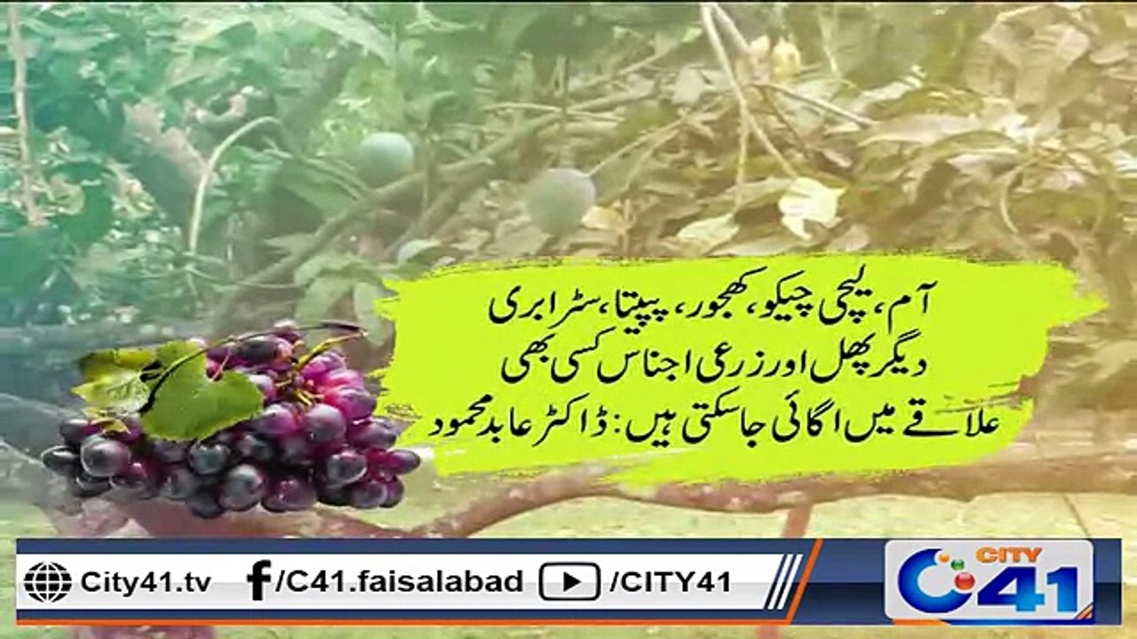 اب پہاڑی پھلوں کی کاشت ہوگی فیصل آباد میں