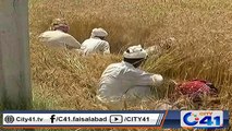 محکمہ خوراک جھنگ نے کاشتکاروں سے گندم خریدنے کی تیاری شروع کر دی ہے