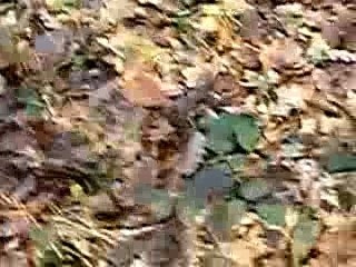 sortie avec kiki et germain