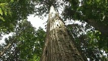杉の巨木＠下林茂樹