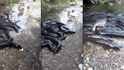 Un duel entre des anguilles et un canard