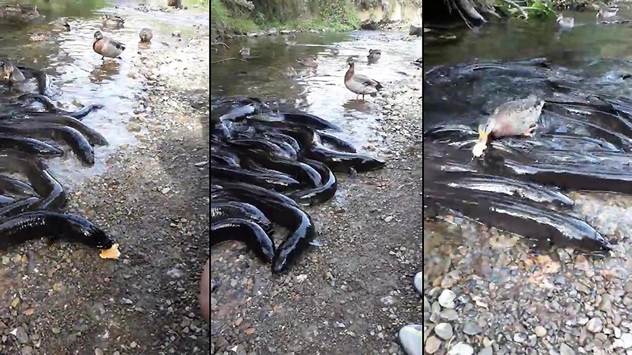 Un duel entre des anguilles et un canard