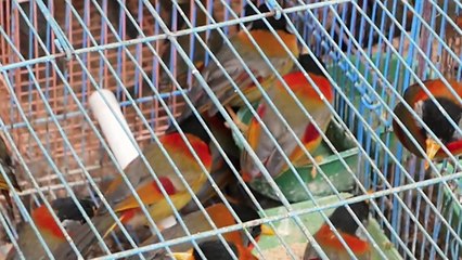 COLORED BABY CHICKS AND REPTILES - Bird Market of Xi'an China