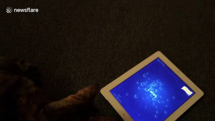 Cat tries to catch fish on tablet