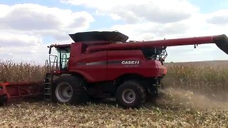 Case IH 8240 Combines Shelling Corn