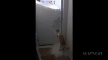 Funny Cat Compilation: Cat Uses Claws to Create Holes on Wall ...