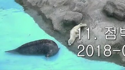 천연기념물 점박이물범, 국내 최초로 동물원서 탄생 / YTN