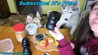DIY DOG TREATS FROZEN FRUIT SALAD KONGS | Snow Dogs Snacks 48