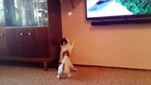 Jack Russell Terrier Hunts Cat