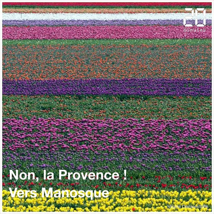 Les tulipes sont en fleurs en Provence. Un spectacle de printemps