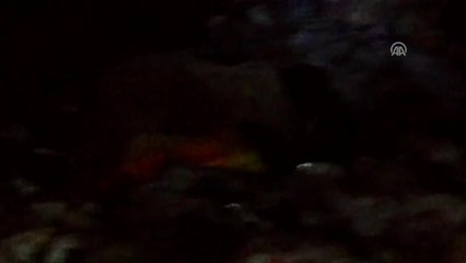 Bozayılar Yiyecek Bulmak İçin İlçe Çöplüğüne İndi - Kars