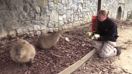 Rencontre avec les capybaras de Pairi Daiza