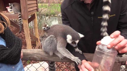 Rencontre avec les lémuriens de Pairi Daiza​